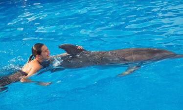 Dolphin Adventure